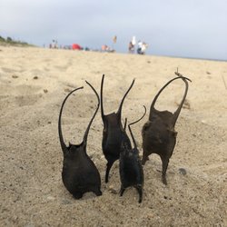 Siasconset Beach