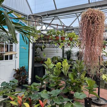 Gulf Orchids - Nurseries & Gardening Near Me - Gulfport, Florida