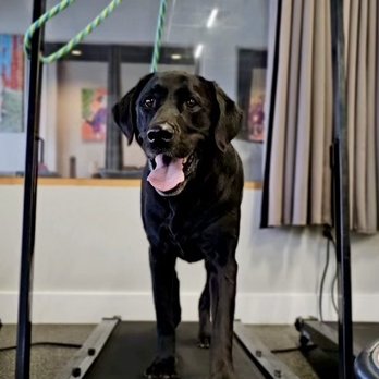 Ridgeside K9 - Pet Training Near Me - Bluemont, Virginia