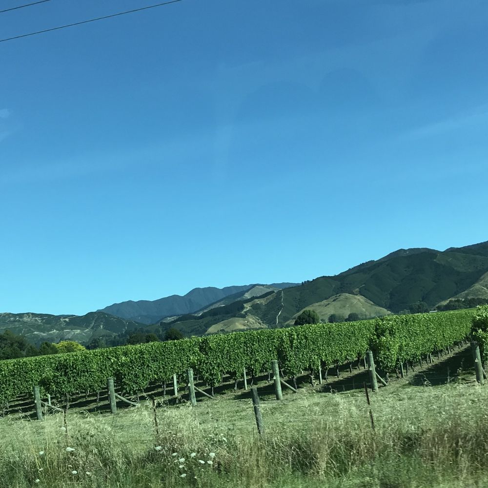 Explore Marlborough Wine Tours - Wine Tours Near Me - Blenheim, MBH