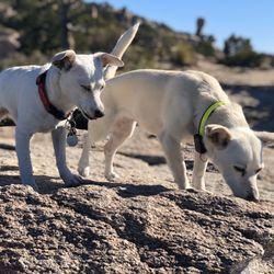 Windy Point Vista