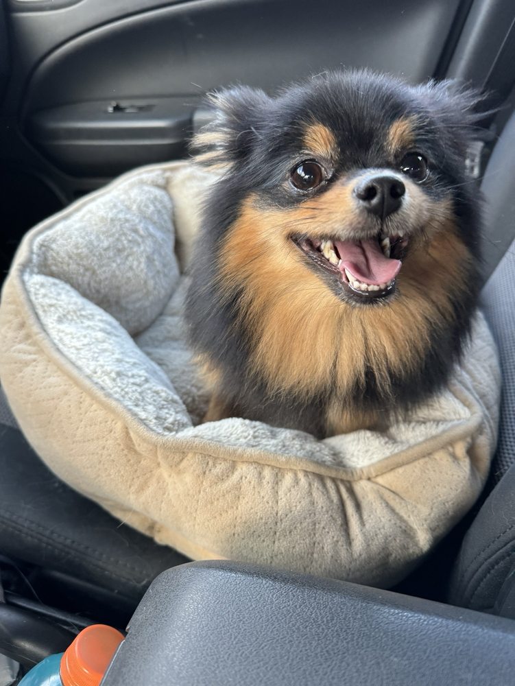 Pet Pros
