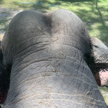 Two Tails Ranch - Elephant ride! - Zoos Near Me - Williston, Florida