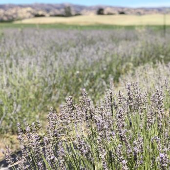 Capay Valley Lavender - 06/24/2019: Still had enough lavenders left for our photos - Pick Your Own Farms Near Me - Capay, California