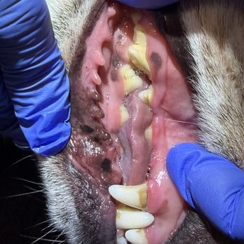 Pawsitivly Clean Pet Dental - Before - Veterinarians Near Me Pawsitivly Clean Pet Dental - Before - Veterinarians Near Me