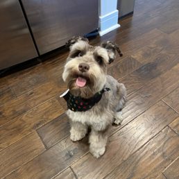 Bandit's new haircut Bandit's new haircut