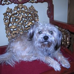 Therapy Dog, "Scruffy"