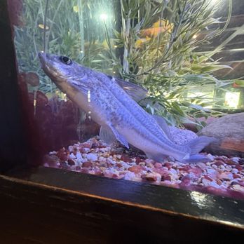 Cheddar's Scratch Kitchen - A fish - American Near Me - Murfreesboro, Tennessee