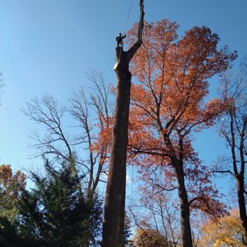 Hernandez Tree Experts - Large Tree Removal - Tree Services Near Me Hernandez Tree Experts - Large Tree Removal - Tree Services Near Me
