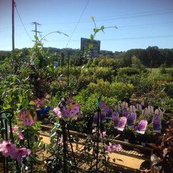 Rosemount Nursery Garden Centre