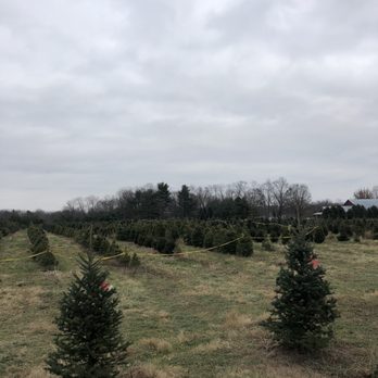 Cassens Tree - Pick your own tree and cut it - Christmas Trees Near Me - West Lafayette, Indiana Cassens Tree - Pick your own tree and cut it - Christmas Trees Near Me - West Lafayette, Indiana