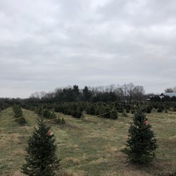 Cassens Tree - Pick your own tree and cut it