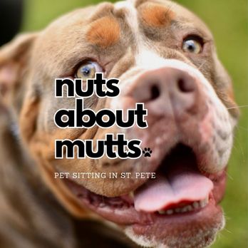 Nuts About Mutts - Pet Boarding Near Me - St. Petersburg, Florida Nuts About Mutts - Pet Boarding Near Me - St. Petersburg, Florida