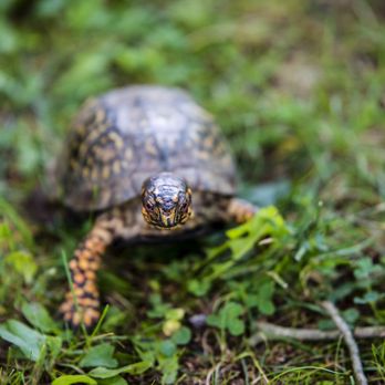 Ohio Wildlife Center - Box Turtle - Community Service/Non-Profit Near Me - Powell, Ohio Ohio Wildlife Center - Box Turtle - Community Service/Non-Profit Near Me - Powell, Ohio