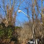 Photo of High Performance Tree Service
