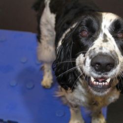 Digs Dog Care