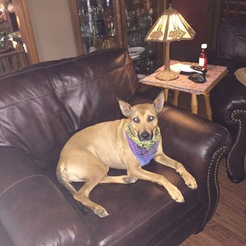Ashley Store - My dog loves our new sofa! - Furniture Stores Near Me - Springfield, Missouri