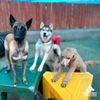Astro Kennels gift card