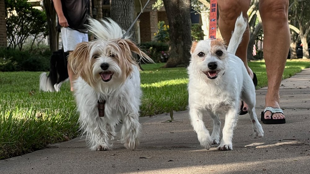 FETCH! PET CARE KATY Updated September 2024 Request a Quote Katy, Texas Pet Sitting