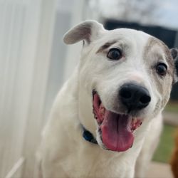 Camp Canine - Jack approves of Camp Canine!