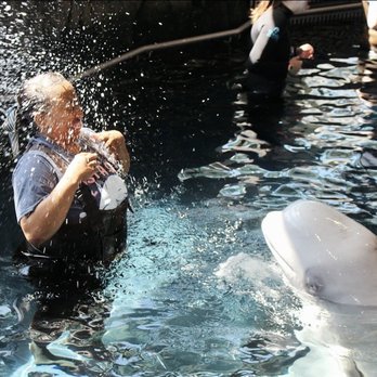Shedd Aquarium - Getting a major beluga splash - Aquariums Near Me - Chicago, Illinois Shedd Aquarium - Getting a major beluga splash - Aquariums Near Me - Chicago, Illinois