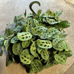 Natty Garden - Maranta prayer plant