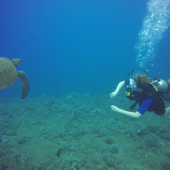 Garden Isle Divers - Turtle checking out a diver - Boat Charters Near Me Garden Isle Divers - Turtle checking out a diver - Boat Charters Near Me