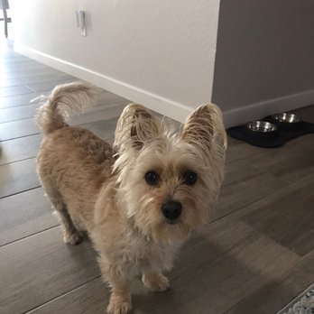 Companion Pet Care - Thank you! - Veterinarians Near Me - Encinitas, California