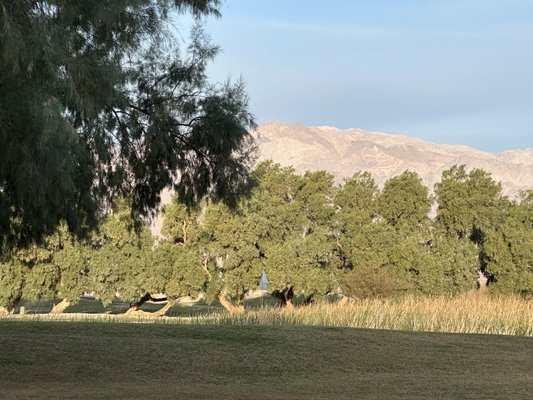 Furnace Creek Ranch Golf Course by null