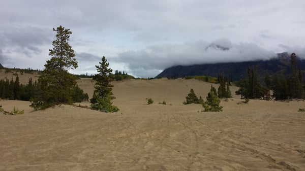 Carcross Desert by null