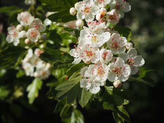 Tropical Greenhouse by null
