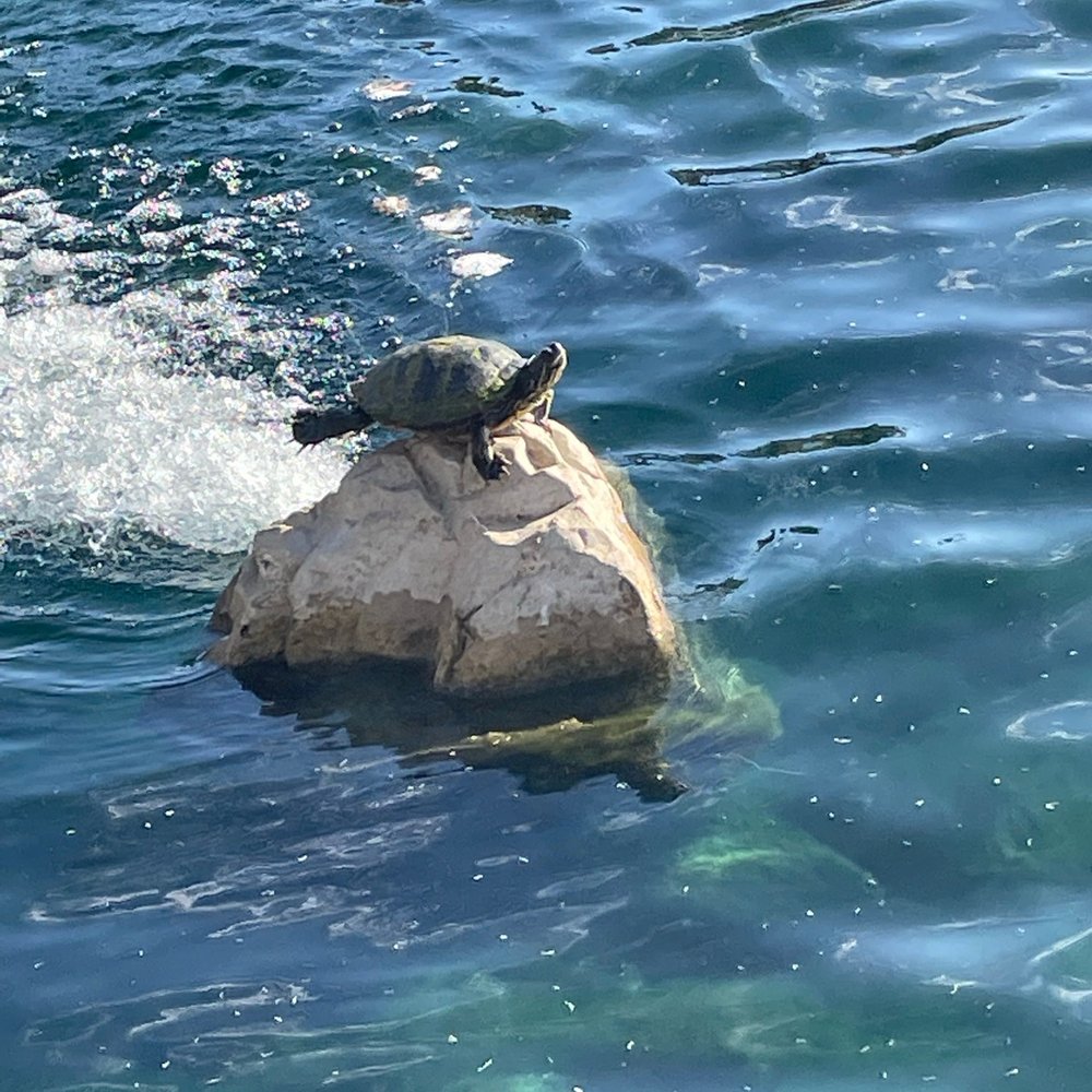 Laguna Lake Park - Turtle - Parks Near Me - Fullerton, California Laguna Lake Park - Turtle - Parks Near Me - Fullerton, California
