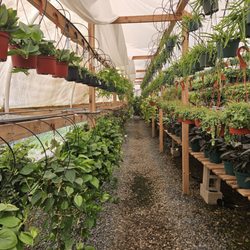 Melrose Succulents - Rows upon rows of healthy plants