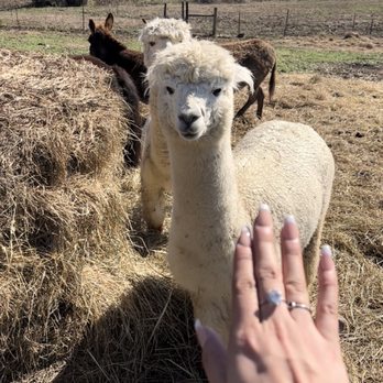 Natchez Trace Stables - Alpacas - Horseback Riding Near Me - Primm Springs, Tennessee Natchez Trace Stables - Alpacas - Horseback Riding Near Me - Primm Springs, Tennessee
