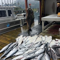 Apex Lodge - Fish, sport fishing.