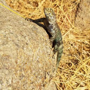 Mount Rubidoux Trail - I didn't walk alone this morning after all... @ Mt. Mexico (Paul S - LOL)! :) Kevin L - Bob's cousin?? LOL 07/15/17 - Hiking Near Me - Riverside, California Mount Rubidoux Trail - I didn't walk alone this morning after all... @ Mt. Mexico (Paul S - LOL)! :) Kevin L - Bob's cousin?? LOL 07/15/17 - Hiking Near Me - Riverside, California