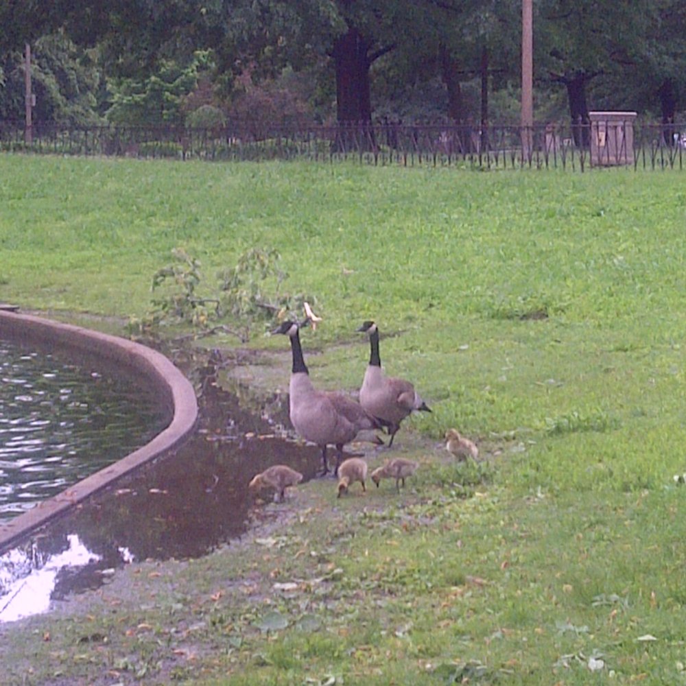 baby geese :) baby geese :)