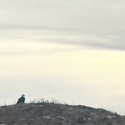 Buffalo Safari Jeep Tours - Bald eagle