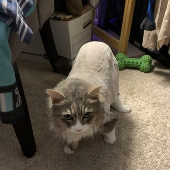 MS Pets Adventures - Pretty girl - Pet Sitting Near Me MS Pets Adventures - Pretty girl - Pet Sitting Near Me