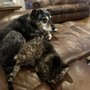 Crossgates Veterinary Clinic