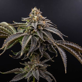 Green Aloha +Dispensary - Kauai cannabis - Cannabis Clinics Near Me - Kapaa, Hawaii Green Aloha +Dispensary - Kauai cannabis - Cannabis Clinics Near Me - Kapaa, Hawaii