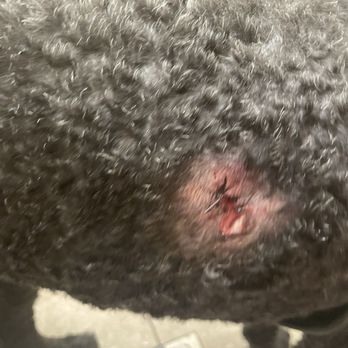 The Furshire - $500 at the vet - Pet Sitting Near Me - Peoria, Arizona