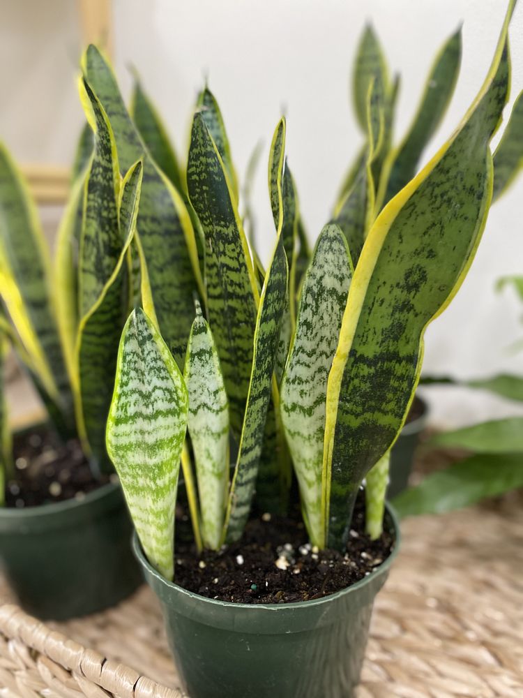 PLANTED Updated September 2024 15 Photos 1045 Shore Rd, Linwood