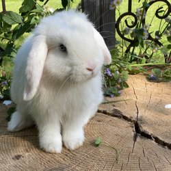 Rich Hill's Magic and Fun Emporium - This bunny came out of a hat.