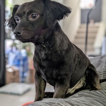 Golden State Mobile Grooming - Full body hair cut- full service - Pet Groomers Near Me Golden State Mobile Grooming - Full body hair cut- full service - Pet Groomers Near Me