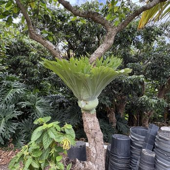 Frankie's Nursery - Nurseries & Gardening Near Me - Waimanalo, Hawaii