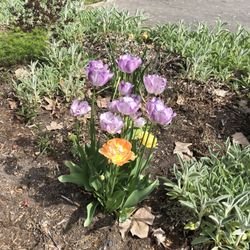 Quilchena Off-leash Dog Park - Beautiful Spring Colors!