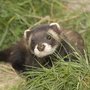 Photo of British Wildlife Centre