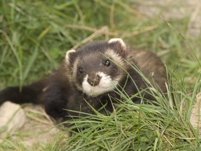 British Wildlife Centre by null