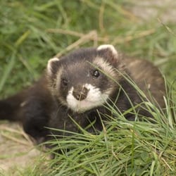 British Wildlife Centre